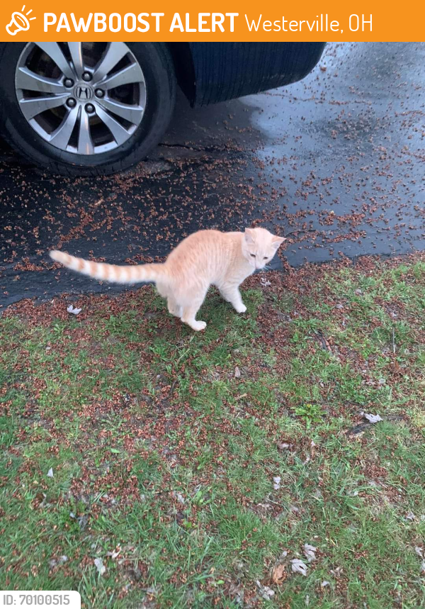 Found/Stray Unknown Cat last seen valley quail blvd s and carnation westerville ohio, Westerville, OH 43081