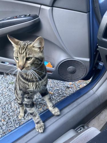 Lost Male Cat last seen er street , Monte Rio, CA 95462