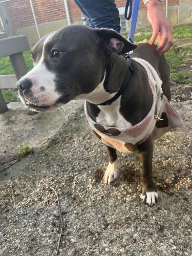 Found/Stray Female Dog last seen Champion Park, East side of Columbus , Columbus, OH 43203