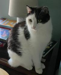 Reunited Male Cat last seen 63rd and MacArthur , Warr Acres, OK 73132