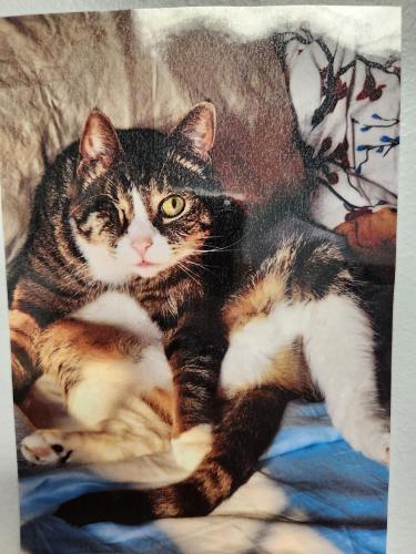 Lost Male Cat last seen east water street, centreville, Centreville, MD 21617