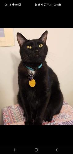 Lost Male Cat last seen Jug End Reservation, Blue Rider Stables, Great Barrington, MA 01230