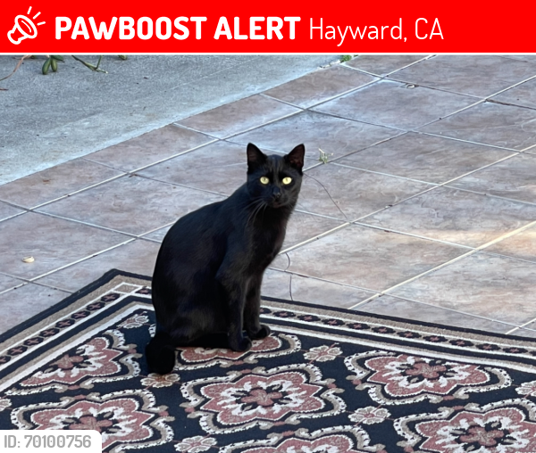 Lost Male Cat last seen Flossmoor way, Hayward in Fairway Park neighborhood , Hayward, CA 94544