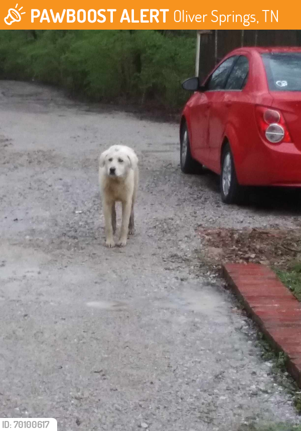 Oliver Springs, TN Stray Dog Found Near Cove lane .Oliver Springs