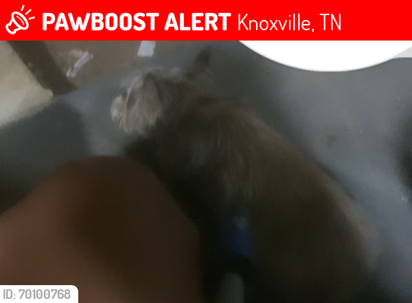 Lost Female Dog last seen western ave , Knoxville, TN 37921