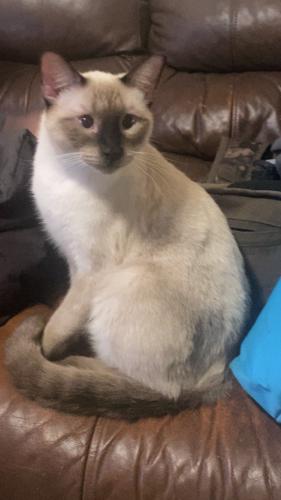 Lost Male Cat last seen South county road 1224, Midland, TX 79706