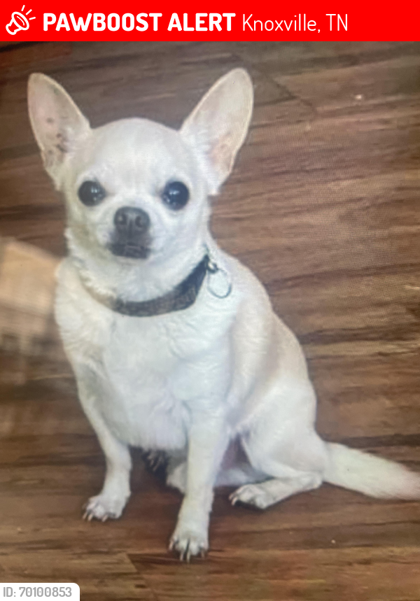 Lost Male Dog last seen Harden valley Rd, Knoxville, TN 37932