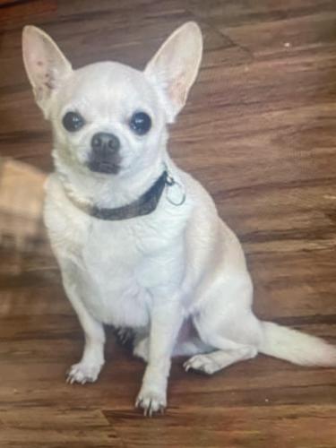 Lost Male Dog last seen Harden valley Rd, Knoxville, TN 37932