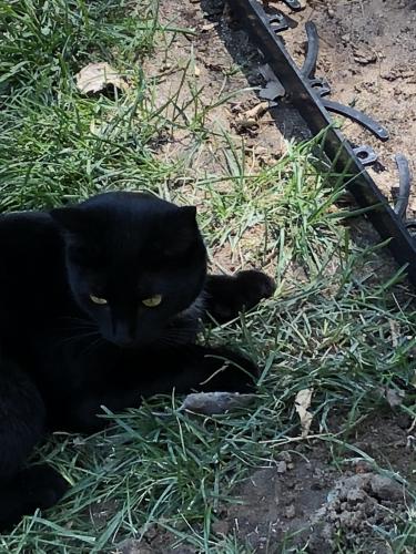 Lost Female Cat last seen Champagne drive and Ramsgate, Colorado Springs, CO 80919