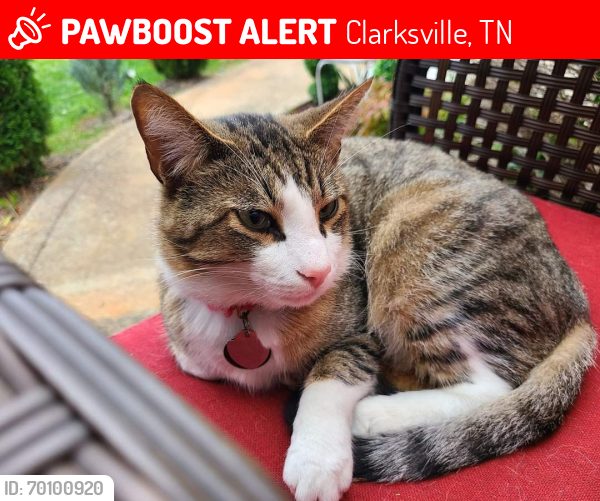 Lost Male Cat last seen Cindy Jo Ct, Clarksville TN, Clarksville, TN 37040
