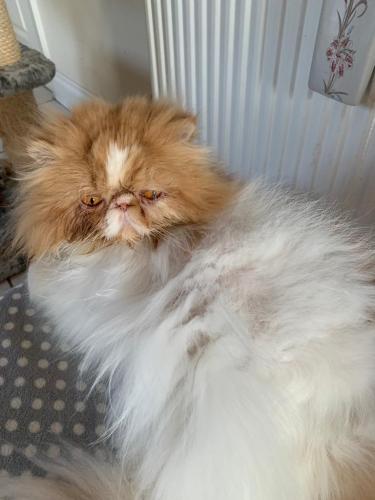 Lost Male Cat last seen Lee on the Solent , Portsmouth, England 