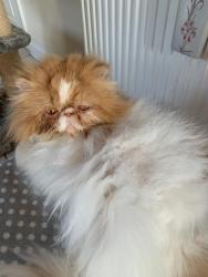Lost Male Cat last seen Lee on the Solent , Portsmouth, England 