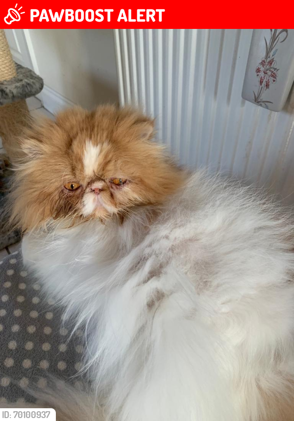 Lost Male Cat last seen Lee on the Solent , Portsmouth, England 