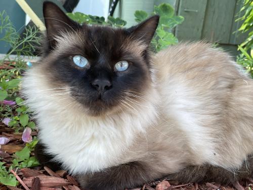 Lost Male Cat last seen Kylie Cir, Anchorage, AK 99502