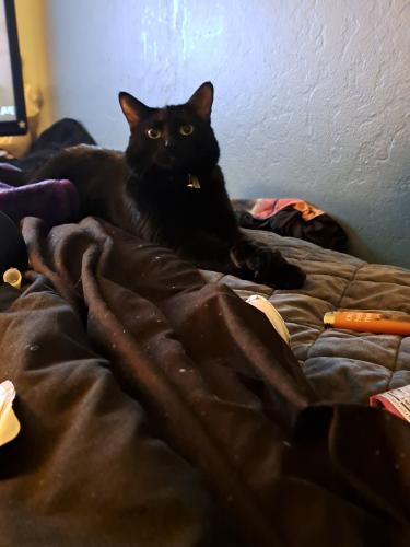 Lost Male Cat last seen Wildcat and larkspur, Bend, OR 97702