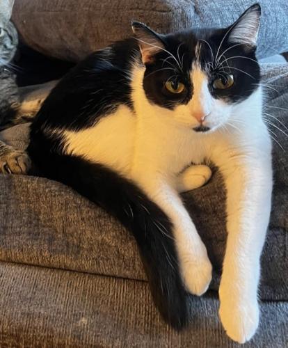 Lost Female Cat last seen Spring valley Dr in the Hidden Springs cndmniums. Near the dog park. , Orange Township, OH 43035