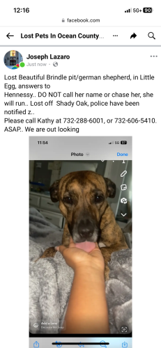 Lost Female Dog last seen Shady Oak  LEH. Nj , Egg Harbor Township, NJ 08234