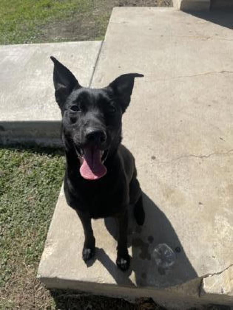 Shelter Stray Female Dog last seen Gault Lane and Ridgecrest, 78209, San Antonio, TX, San Antonio, TX 78229