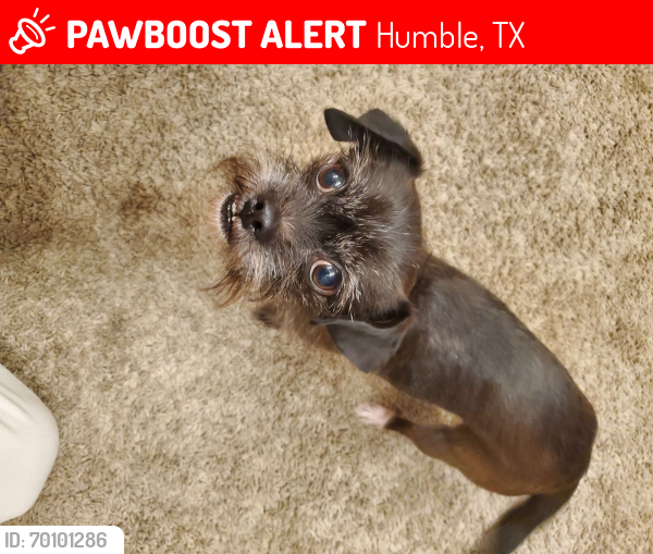 Lost Female Dog last seen Foxwood fair lane, Humble, TX 77338