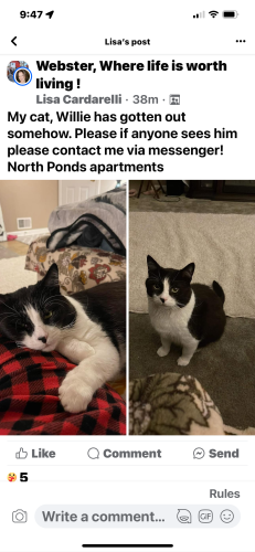 Lost Male Cat last seen Wishing view drive and seasons Tr  Could have headed to orchard st, Webster, NY 14580