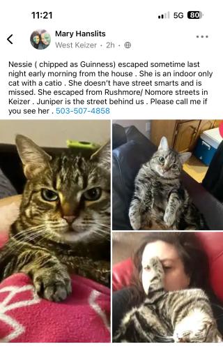 Lost Female Cat last seen Rushmore Nomore Juniper , Keizer, OR 97303
