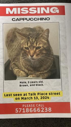 Lost Male Cat last seen Talk Place , Dale City, VA 22193