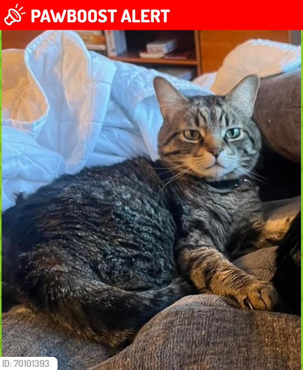 Lost Male Cat last seen Missing from Hidden Springs cndmniums off E Orange and Highfield. Lives near the dog park. , Orange Township, OH 43035