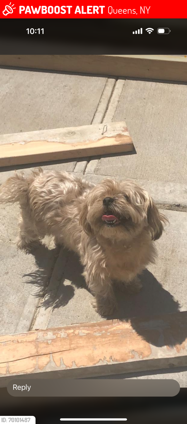 Lost Female Dog last seen Edgemere Ave and fernside place, Queens, NY 11691