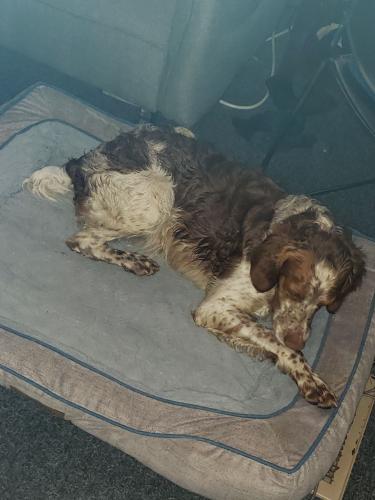 Found/Stray Male Dog last seen Nichols rd in pendergrass, Pendergrass, GA 30567