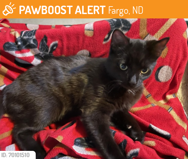 Found/Stray Male Cat last seen 11th St S & 12th Ave S, Fargo, ND, Fargo, ND 58103
