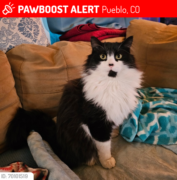 Lost Male Cat last seen Lakeview, Pueblo, CO 81004