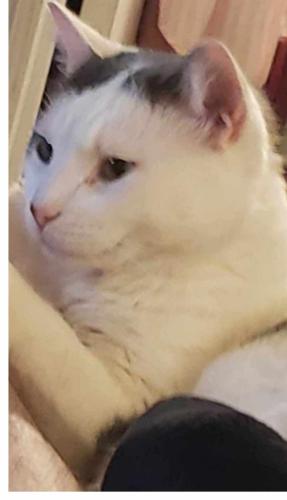 Lost Male Cat last seen Washington Terrace, Washington Terrace, UT 84405