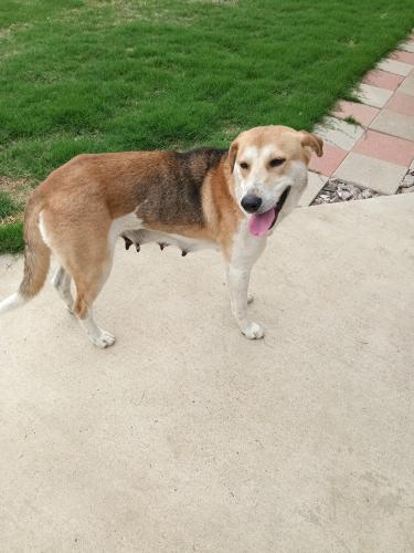 Found/Stray Female Dog last seen Corn Valley/8th St Grand Prairie, TX, Grand Prairie, TX 75052