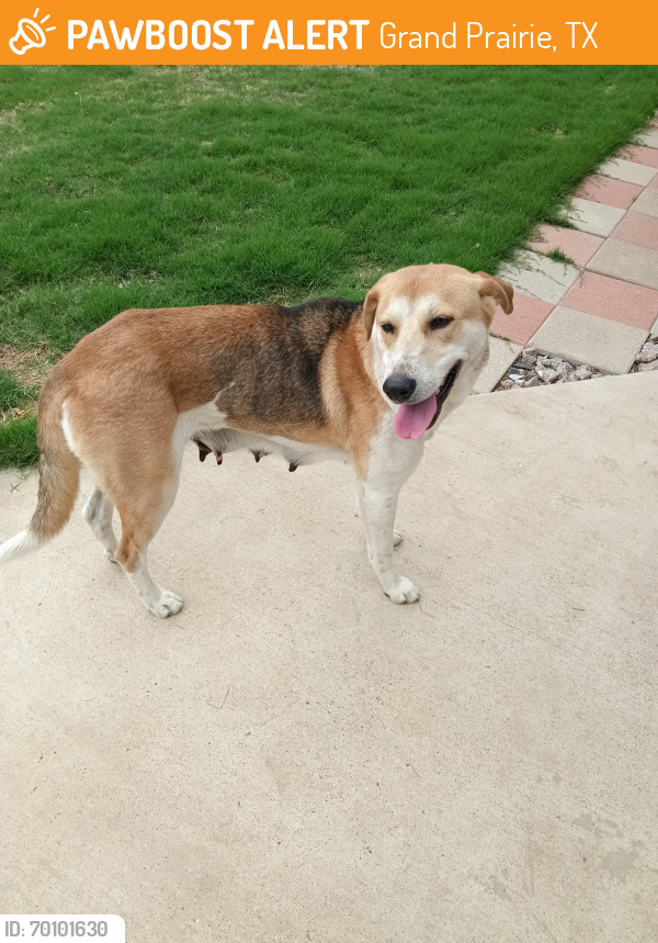 Found/Stray Female Dog last seen Corn Valley/8th St Grand Prairie, TX, Grand Prairie, TX 75052
