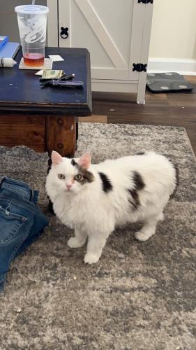 Lost Female Cat last seen Cline Rd, Cleveland, TN 37312