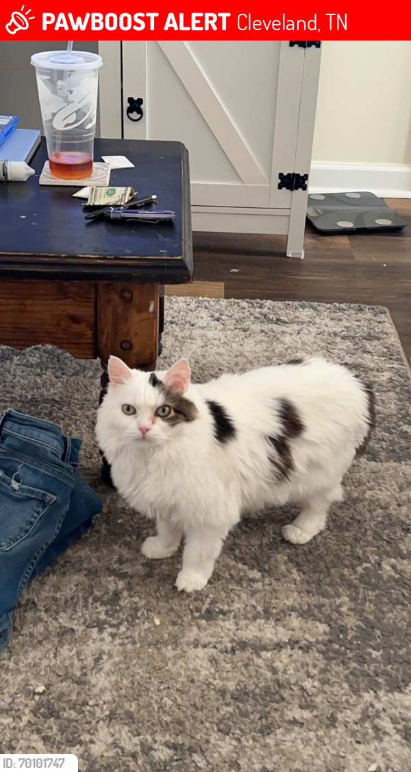 Lost Female Cat last seen Cline Rd, Cleveland, TN 37312