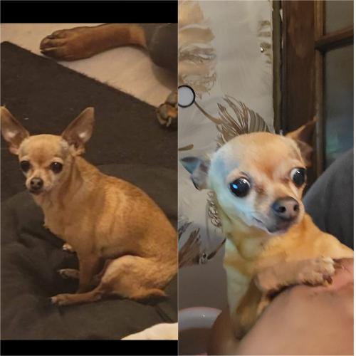 Lost Female Dog last seen Sycamore , Columbus, OH 43206