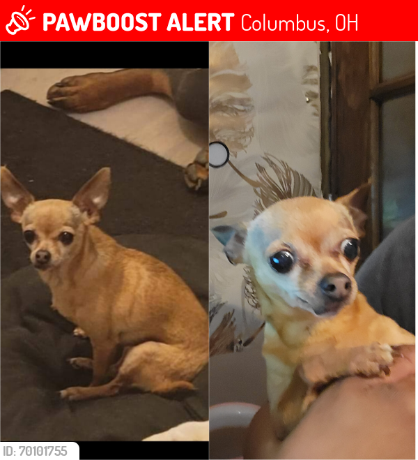 Lost Female Dog last seen Sycamore , Columbus, OH 43206