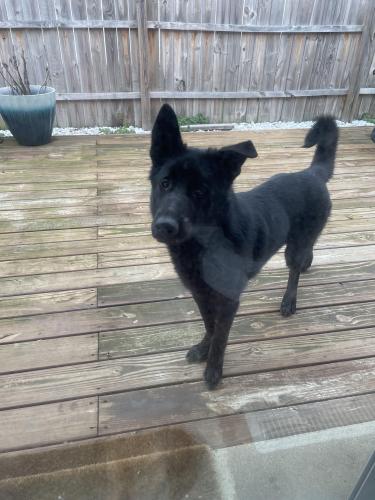 Found/Stray Male Dog last seen ILO and Saling near Woodward Park, Columbus, OH 43229