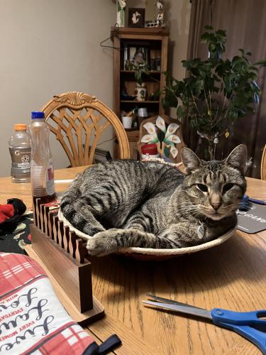 Lost Male Cat last seen 63rd st nw/Avalon , Albuquerque, NM 87105