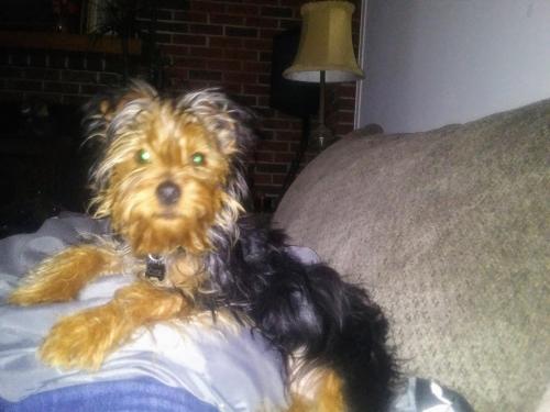 Lost Male Dog last seen Hinnant edgerton rd Selma nc, Johnston County, NC 27555
