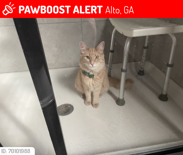 Lost Male Cat last seen Alto, Ga, Alto, GA 30510