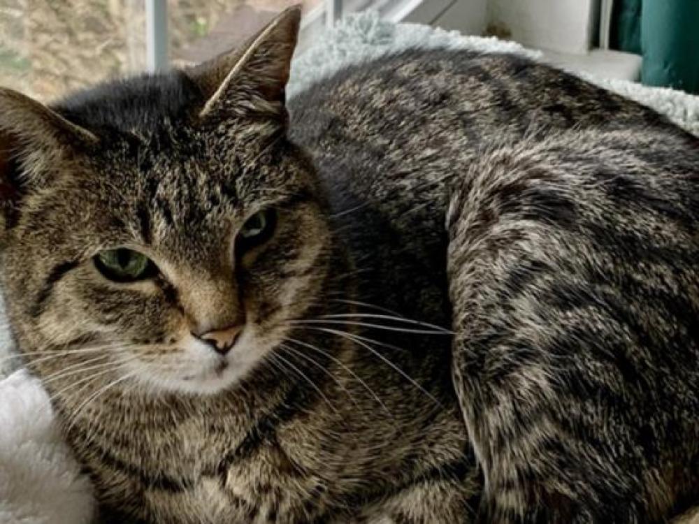 Shelter Stray Female Cat last seen , St. Louis, MO 63144