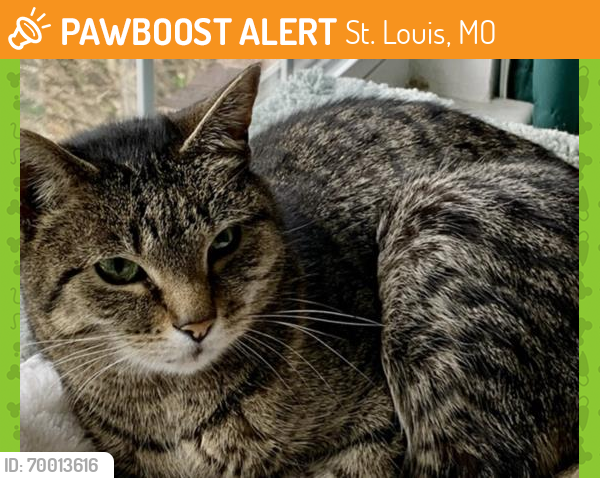 Shelter Stray Female Cat last seen , St. Louis, MO 63144