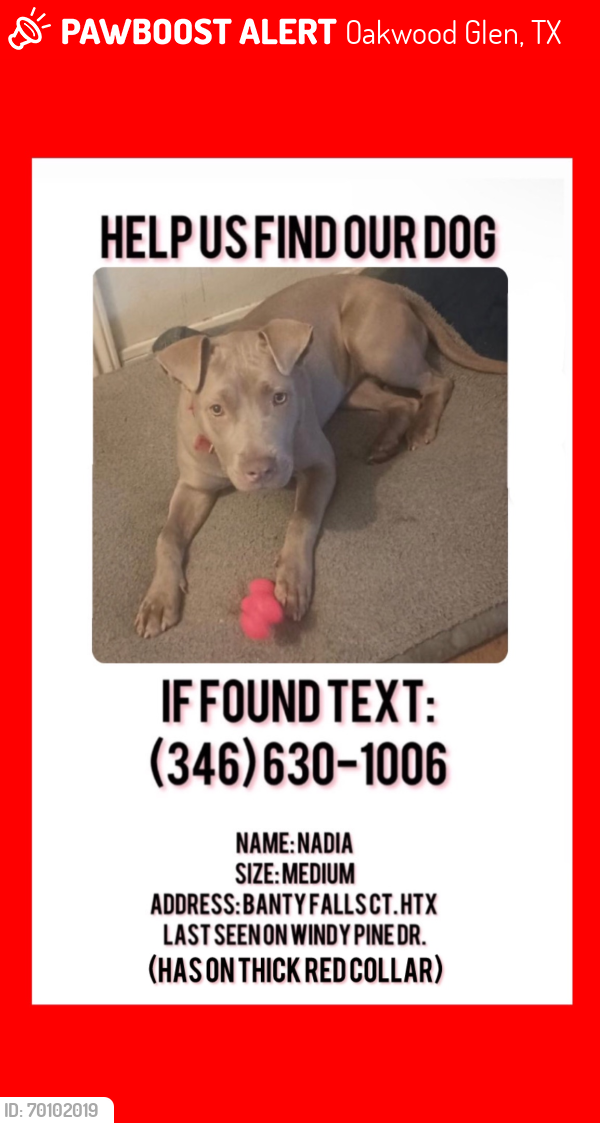 Lost Female Dog last seen Louetta Rd. & Spring Cypress Rd, Oakwood Glen, TX 77379