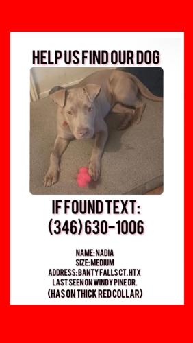 Lost Female Dog last seen Louetta Rd. & Spring Cypress Rd, Oakwood Glen, TX 77379
