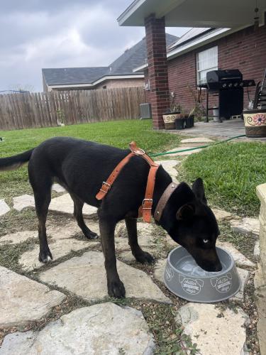 Found/Stray Female Dog last seen Brownsville, Brownsville, TX 78526