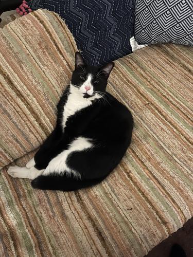 Lost Male Cat last seen Ivydale and Connelly , Atlanta, GA 30344