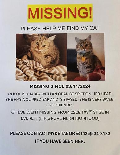 Lost Female Cat last seen Fir Grove neighborhood down the street from Winco and Ampm, Everett, WA 98208
