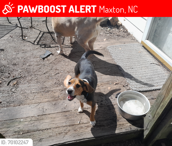 Lost Female Dog last seen McCas Avenue, Maxton, NC 28364